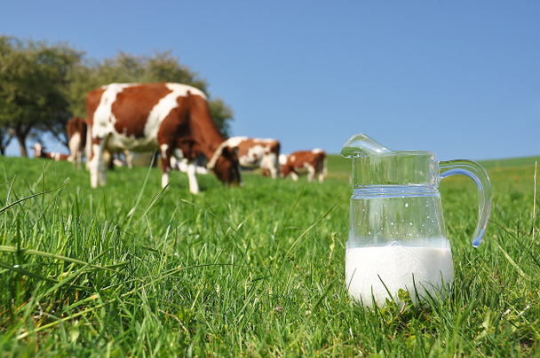 κανάτα γάλακτος κατά το κοπάδι των αγελάδων. περιοχή του έμενταλ, Ελβετία - Φωτογραφία, εικόνα