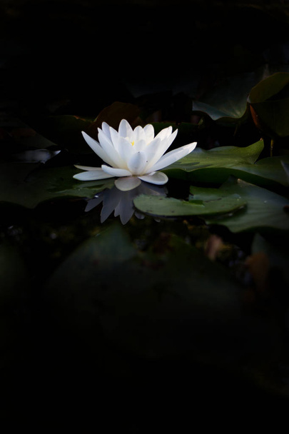 Цветок белой воды лилии - цветок наггетса на воде
. - Фото, изображение