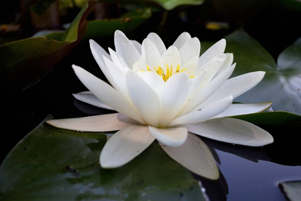 Water flower White water lily - Nymphaea flower on water. - Photo, Image