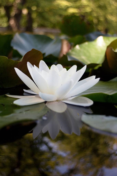 Su çiçeği Beyaz nilüfer - Su üzerinde Nymphaea çiçek. - Fotoğraf, Görsel