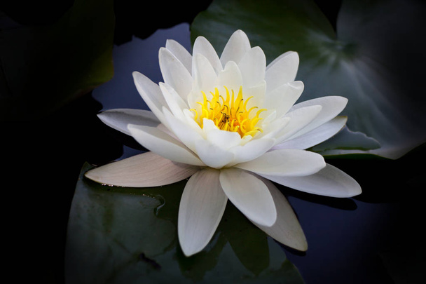 Kwiat wody biała lilia wodna-Nymphaea kwiat na wodzie. - Zdjęcie, obraz