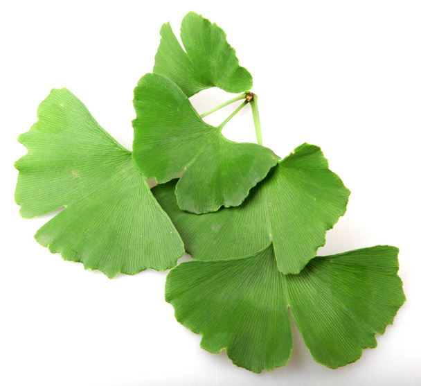 Ginkgo Biloba Leaf Isolated On White Background. - Photo, Image