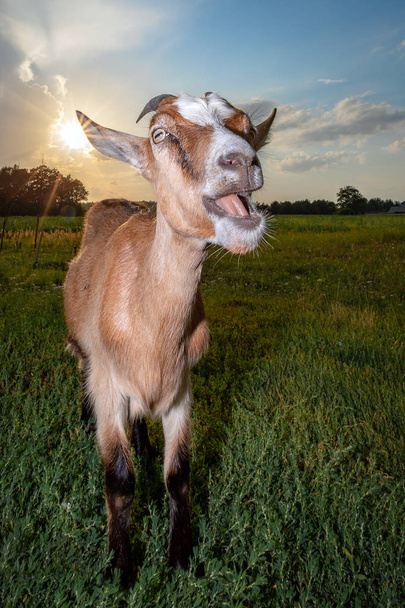  La cabra brama al atardecer en el prado
 - Foto, Imagen