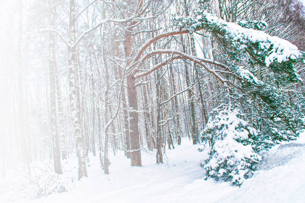 雪に覆われた木々が凍る冬の森. - 写真・画像