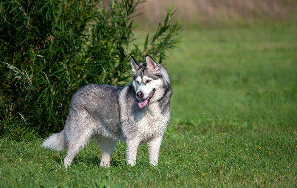 un ritratto di un cane dell'Alaska Malamute in piena crescita, sorge vicino a un alto cespuglio verde, sullo sfondo e sullo sfondo erba verde, una giornata estiva luminosa
 - Foto, immagini