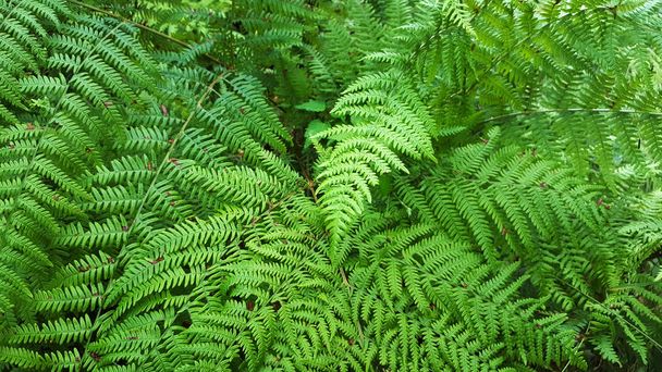 Beautyful ferns leaves background. Young green fern leaves as perfect natural pattern - Photo, Image