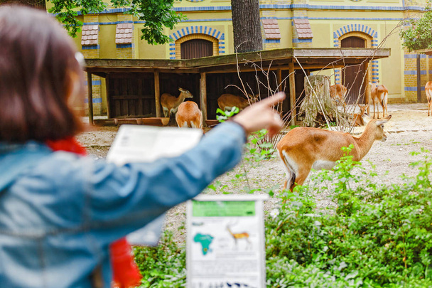 Woman zoologist pointing finger to an red leche antelope at a zoo or on a safari - Photo, Image