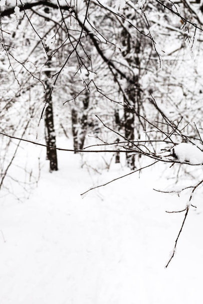 twig in snowy forest of Timiryazevskiy park of Moscow city in overcast winter day - Фото, изображение