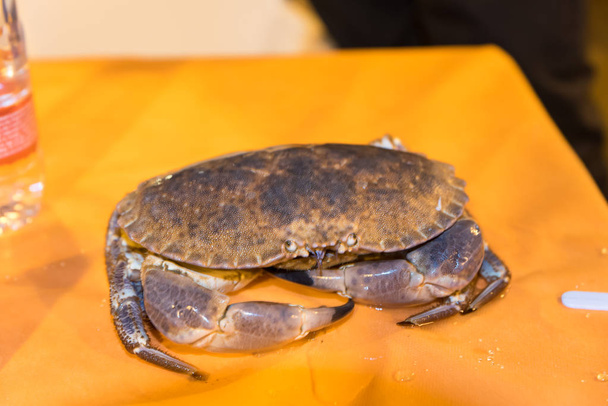 Crabe prêt à cuire
 - Photo, image