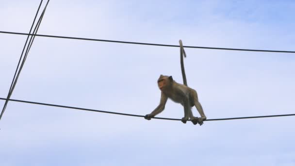 Affe klettert auf Stromkabel  - Filmmaterial, Video