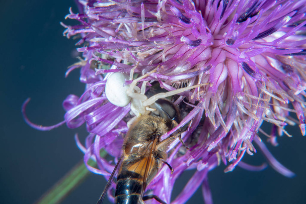 Araña cangrejo blanco en un cardo con su presa
 - Foto, Imagen