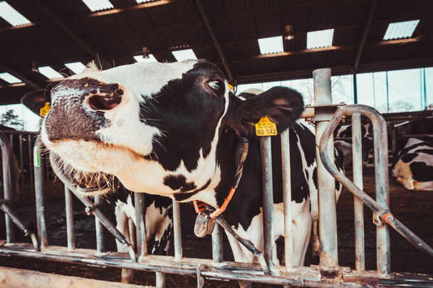 Cows on Farm. agriculture industry - Fotoğraf, Görsel