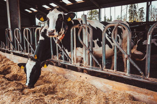 Cows in a farm. Dairy cows. Cowshed - Фото, изображение