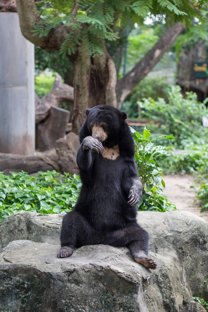 Чорний ведмідь в готелі Dusit зоопарк, Таїланд. - Фото, зображення
