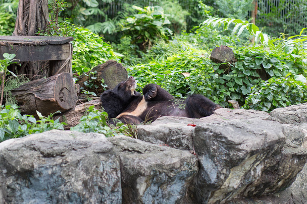 Чорний ведмідь спати в готелі Dusit зоопарк, Таїланд. - Фото, зображення