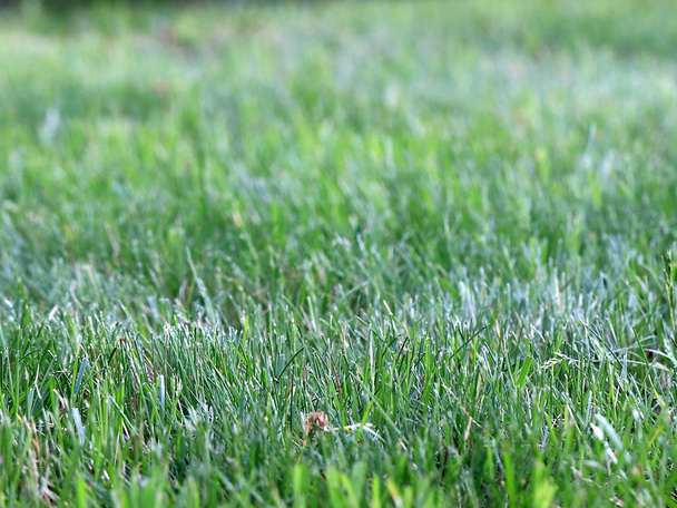 green juicy grass on a countryside field - Zdjęcie, obraz