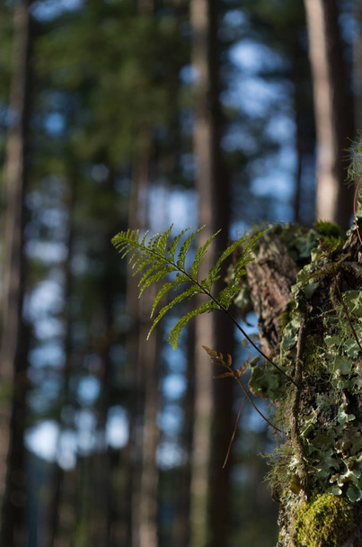 Fougères, lichens et mousses vivent sur le pin. C'est la survie du phénomène naturel de symbiose. Belle et apporte des couleurs classiques comme les forêts primitives
 - Photo, image
