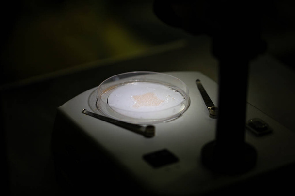 Préparation d'échantillons de plancton sur table de microscope
. - Photo, image