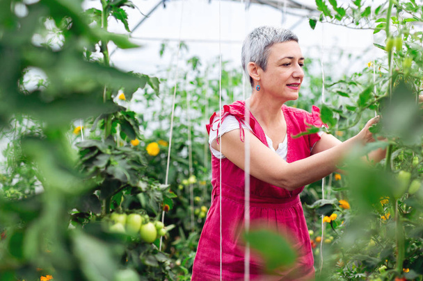 Mature woman picking tomato in greenhouse - Foto, afbeelding