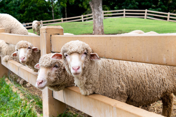 Moutons dans la ferme agricole avec éclairage solaire extérieur
. - Photo, image