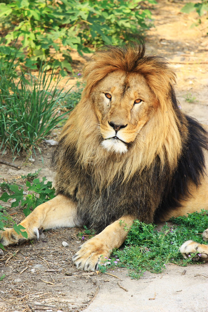 Κεφάλι λιονταριού - Φωτογραφία, εικόνα