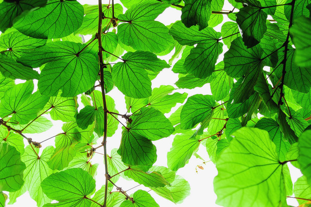 The beautiful and natural of green leaves on a white background. - Photo, Image