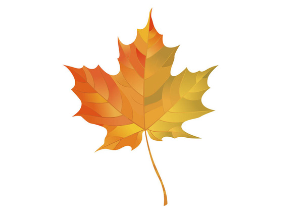 Folha de bordo colorida isolada em um fundo branco. Elemento de outono para o seu design. Ilustração vetorial - Vetor, Imagem
