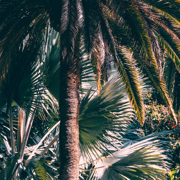 Palm. Canary Island. Fashion travel minimal concept - Фото, изображение