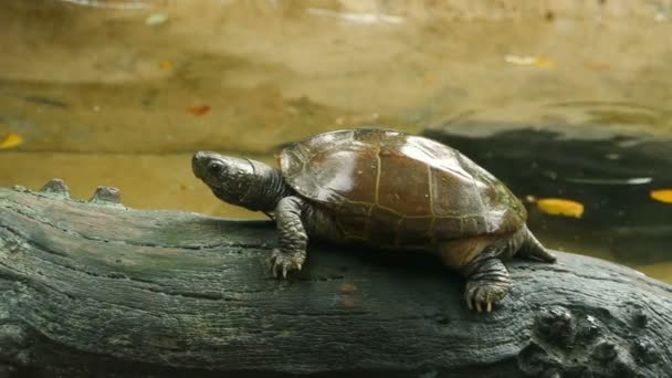 Reeves turtle sitting on tree trunk in the pond. - Materiaali, video