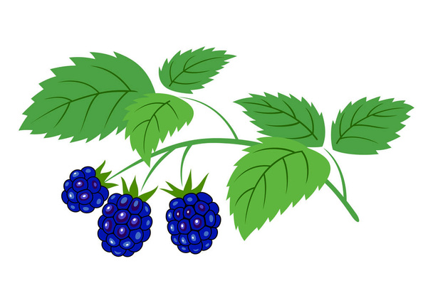 Blackberry branch with berries vector illustration. Ripe blackberries with leaves on the branch, isolated on white. - Vector, Image