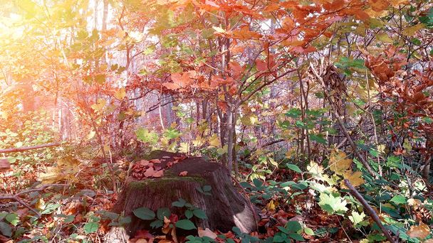 Automne en forêt, feuilles colorées éclairées par la lumière du soleil - belle nature
 - Photo, image