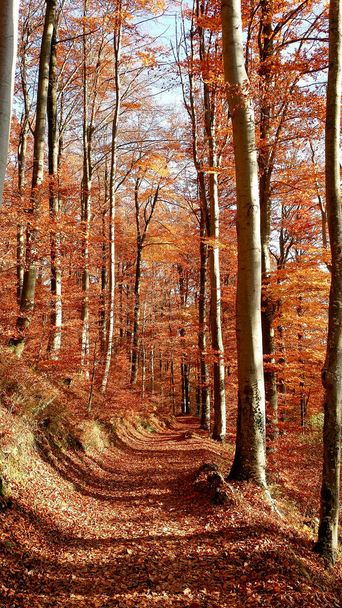 Yol (iz) - orman patika, yürüyüşleri için güzel sonbahar günü - Fotoğraf, Görsel