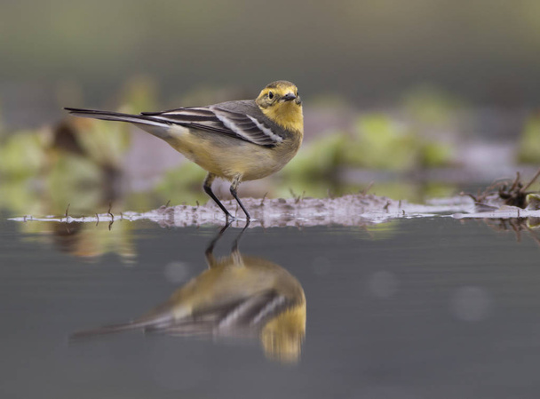 Western Yellow Wagtail with beautiful Background  - Photo, Image