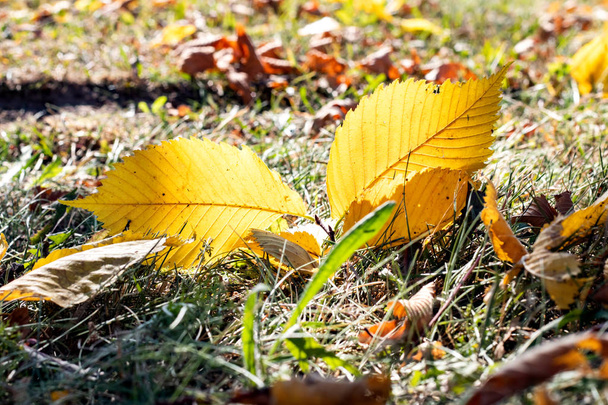 Gelbe Herbstblätter auf dem Gras aus nächster Nähe, Herbstanfang - Foto, Bild