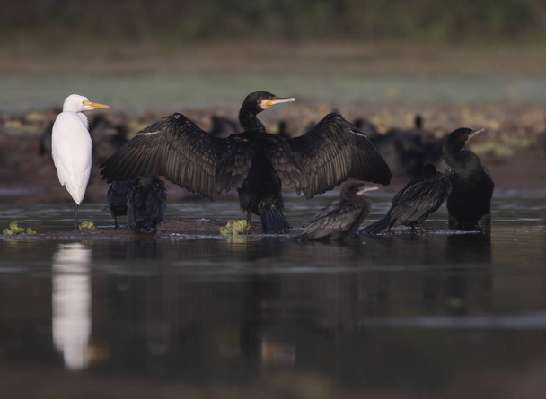 Stado kormorany o wschodzie słońca  - Zdjęcie, obraz