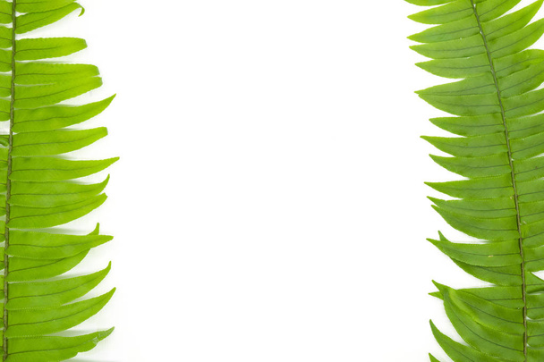 Closeup Folha de samambaia verde isolada no fundo branco do arquivo com Clipping Path e espaço de cópia, espaço para texto ou imagens
 . - Foto, Imagem