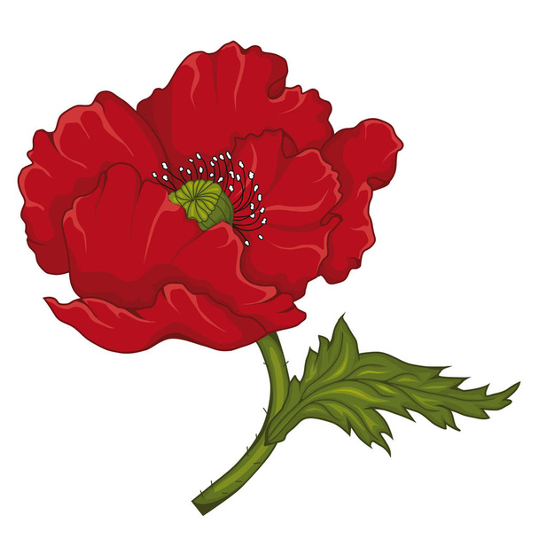 Red poppy blossoms. Stock illustration. Isolated image on white background. The symbol of memory. - Vector, Image