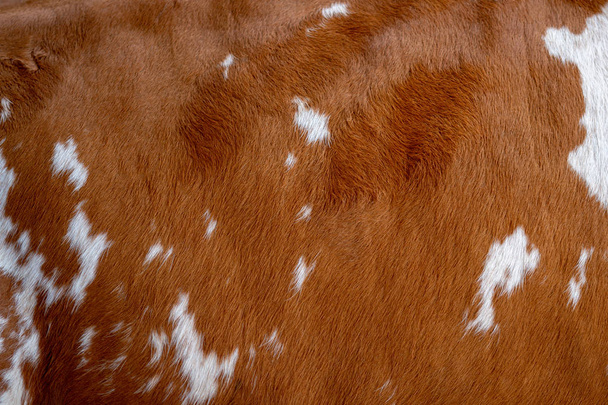 Brown with white spots of cow skin. - Photo, Image
