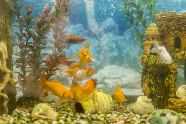 Kolorowe tropikalne ryby pływanie w akwarium z roślinami. tropikalne ryby w akwarium słodkowodne z pięknym zielonym posadzone. - Zdjęcie, obraz