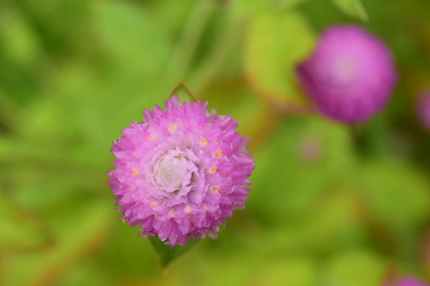 rózsaszín virág a kertben háttér  - Fotó, kép