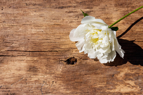 Witte pioenroos bloem op rustieke houten achtergrond. Kopiëren van ruimte - Foto, afbeelding