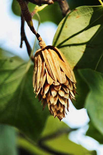 Tulip tree ,liriodendron tulipifera , a small tulip seed cone between the leaves ,selective focus ,saturated colors ,color gradations - Foto, Imagem