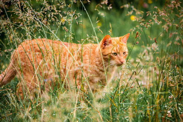 Красная кошка гуляет по зеленой траве после дождя
 - Фото, изображение