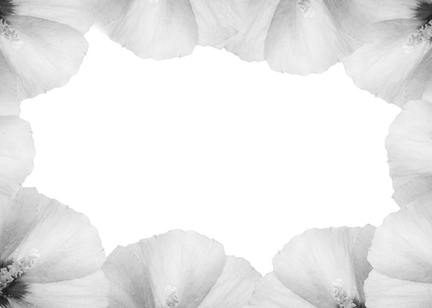 Frame van Hibiscus bloemen geïsoleerd op witte achtergrond, bloem achtergrond - Foto, afbeelding