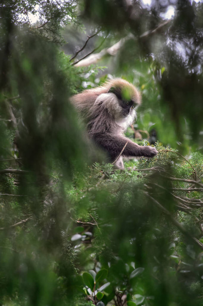 Mor suratlı yaprak Monkey - Trachypithecus vetulus, güzel langur Asya ormanlar ve woodlands, Sri Lanka. - Fotoğraf, Görsel