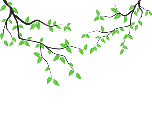 geïsoleerde groene bladeren boomtak van witte achtergrond - Vector, afbeelding