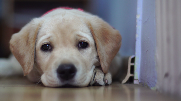 portrait of a small funny dog Labrador - Video, Çekim