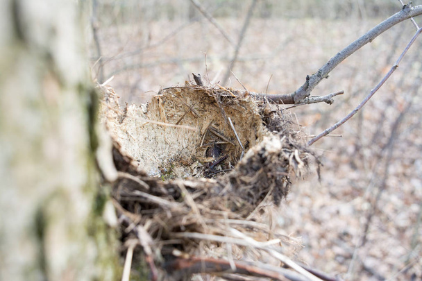 Prázdné hnízdo ptačí Les bez vajec. Makro fotografie. - Fotografie, Obrázek