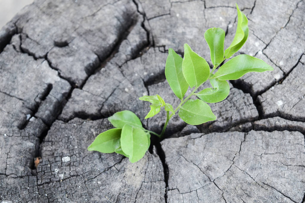 nova vida na madeira, uma semeadura forte crescendo na árvore central do tronco como um conceito de apoio à construção de um futuro.O crescimento de espécies de árvores no timber.selective foco. - Foto, Imagem