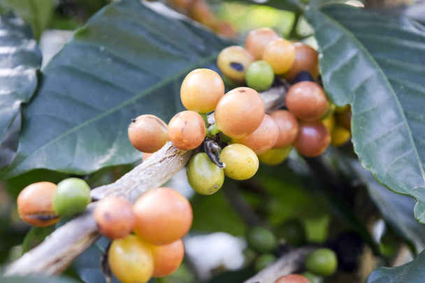 Cierre de granos de café amarillo en una rama de árbol de café, rama de un árbol de café con frutos maduros. - Foto, imagen